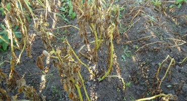 Načasování, kdy zalévat brambory, aby byla dobrá úroda